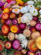 Strawflower - Salmon Rose