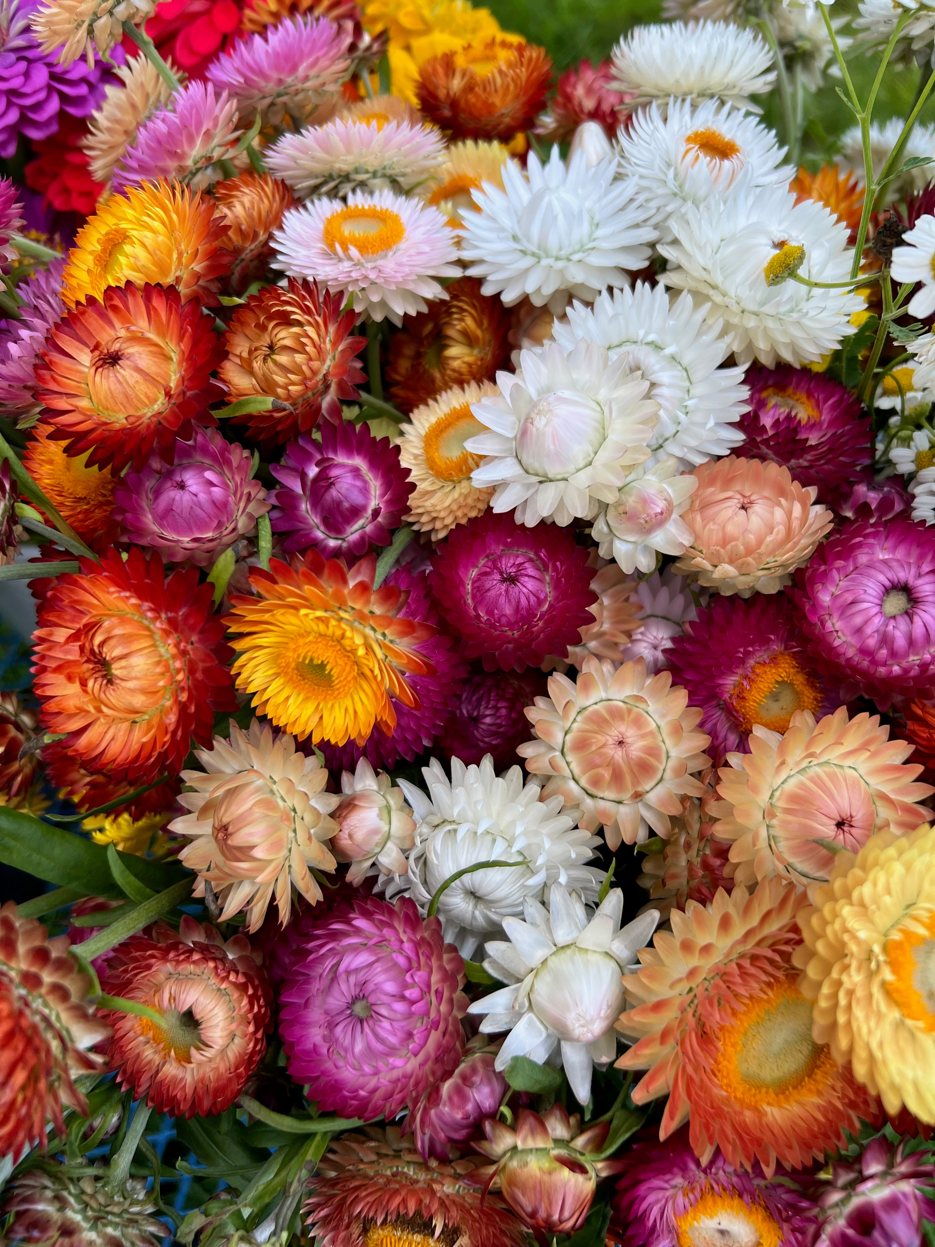 Strawflower - Salmon Rose