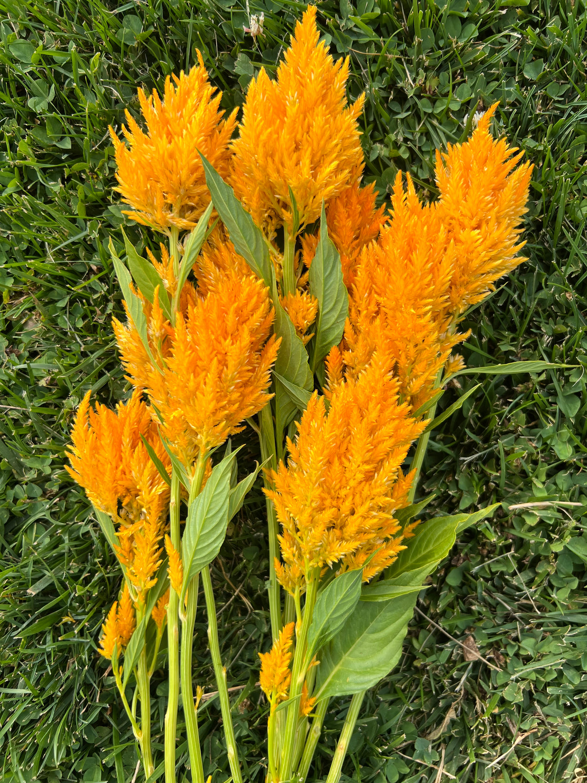 Celosia - Sunday Gold