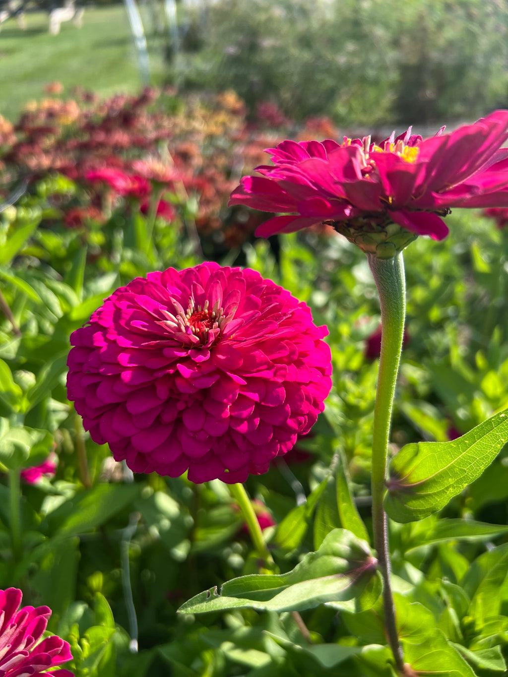 Zinnia - Benary's Giant Wine