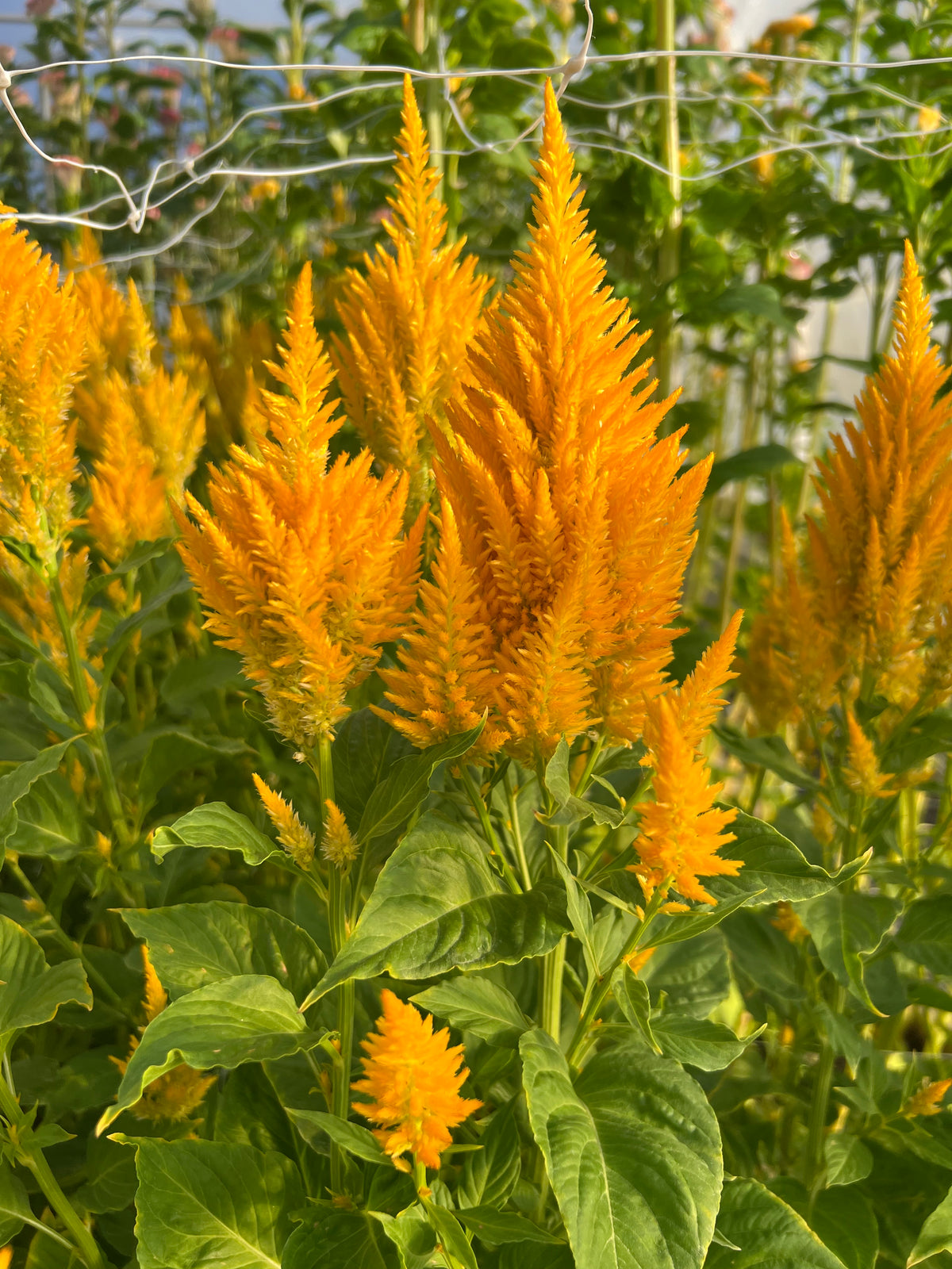 Celosia - Sunday Gold