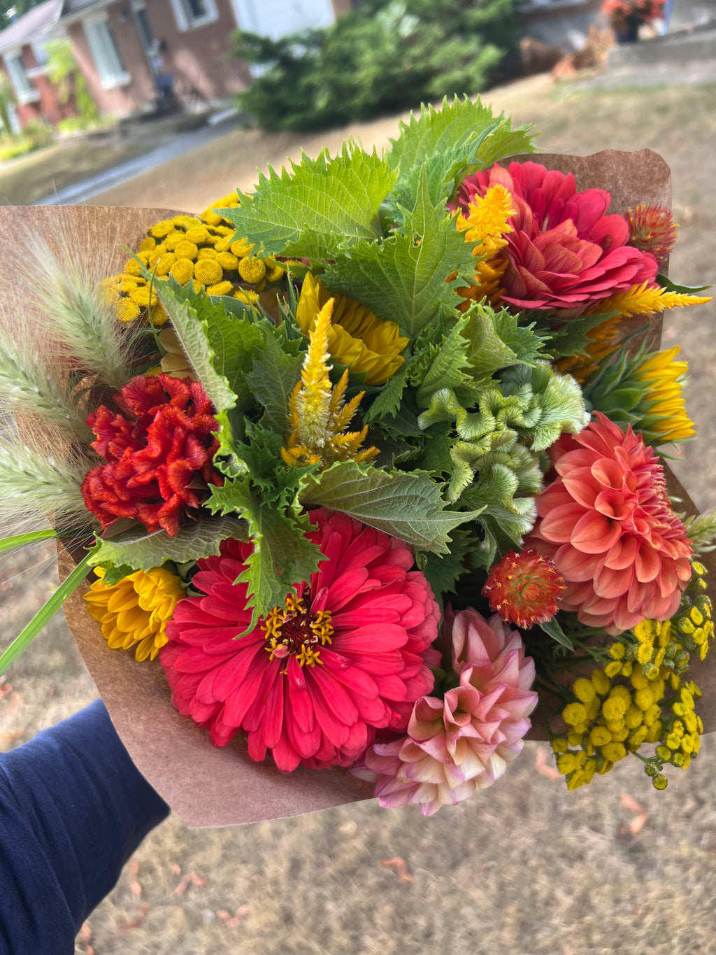 Zinnia - Benary's Giant Coral