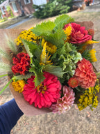 Zinnia - Benary's Giant Coral