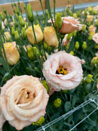 Lisianthus - LisAdora® Apricot III