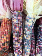 Ornamental Corn - Glass Gem