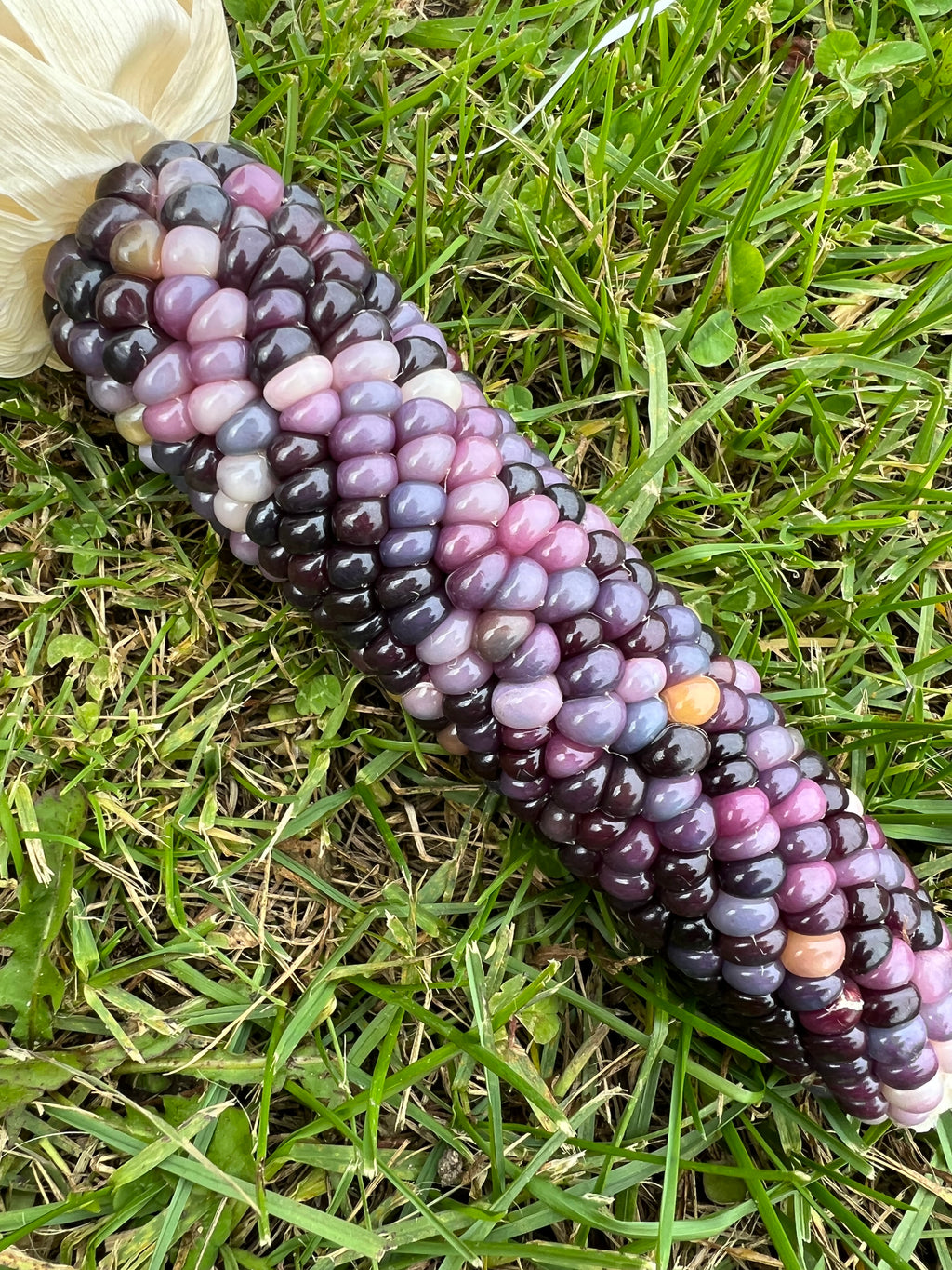 Ornamental Corn - Glass Gem
