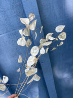 Lunaria - Honesty (White)