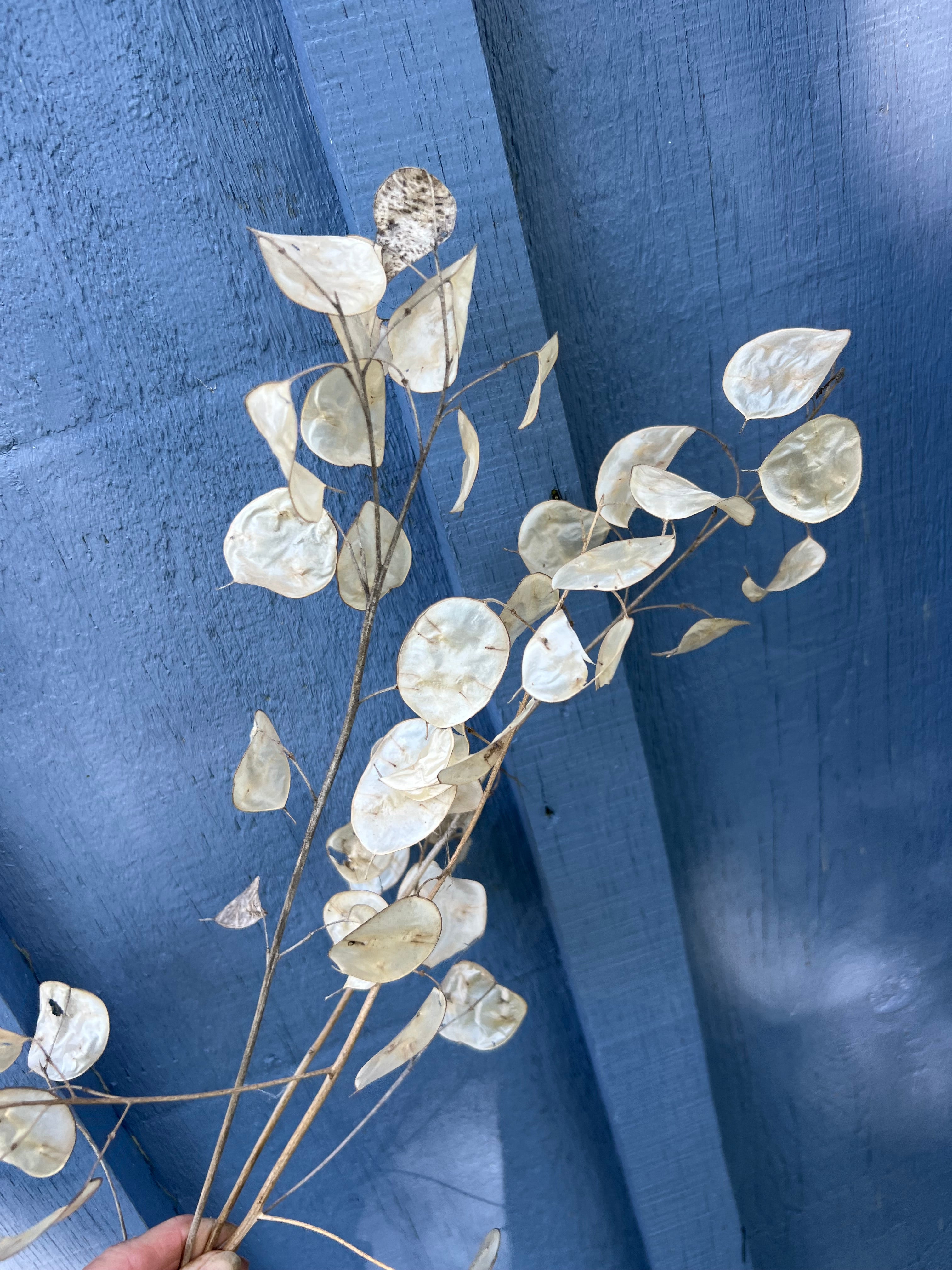 Lunaria - Honesty (White)