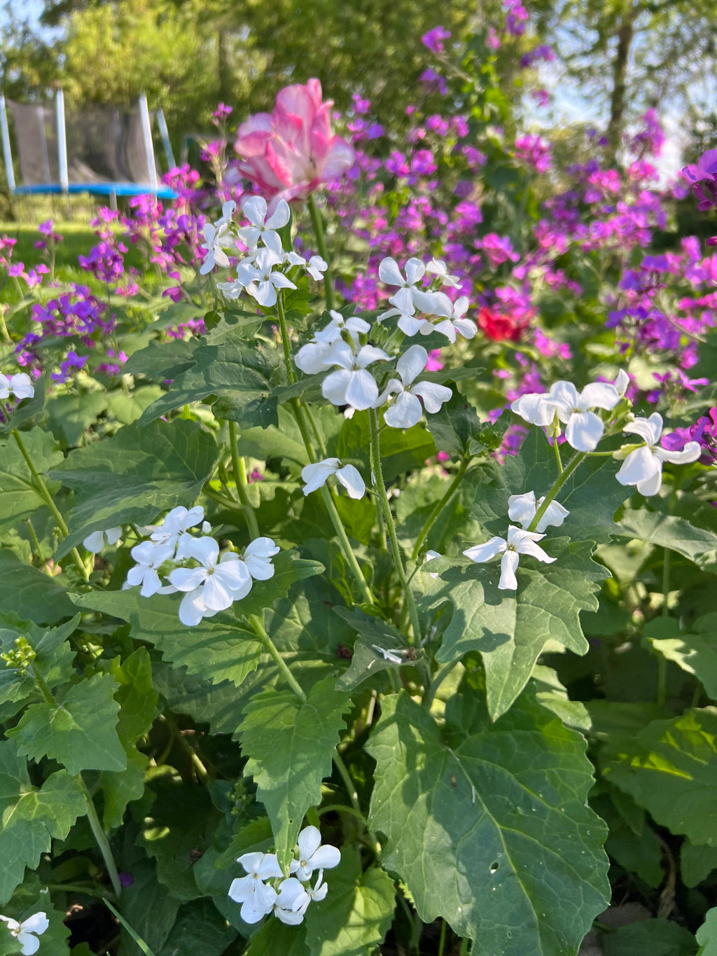 Lunaria - Honesty (White)