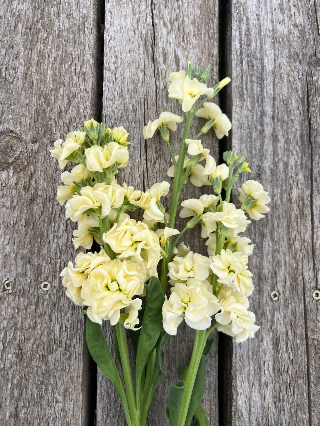 Stock - Iron Yellow