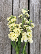 Stock - Iron Yellow