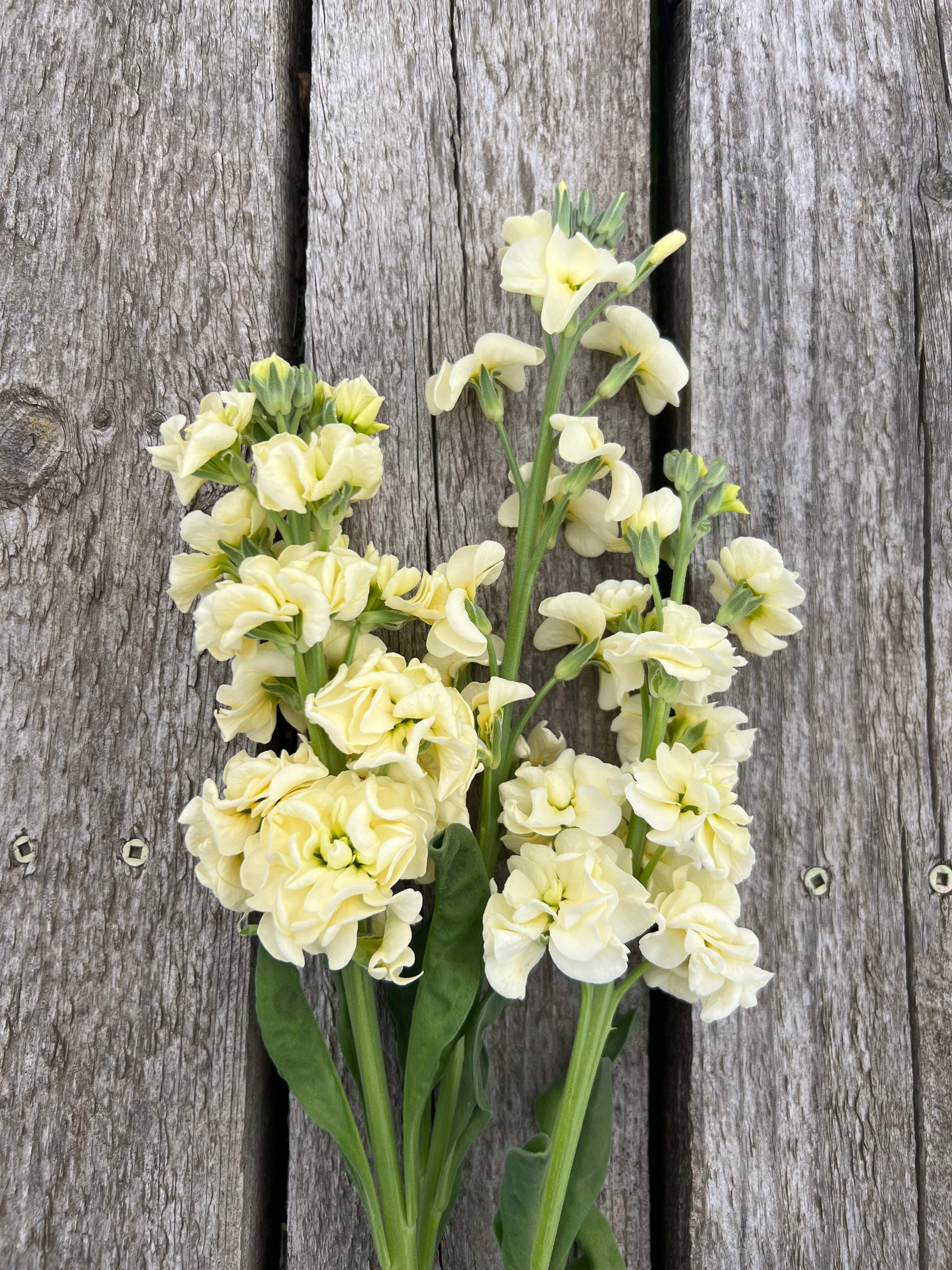 Stock - Iron Yellow