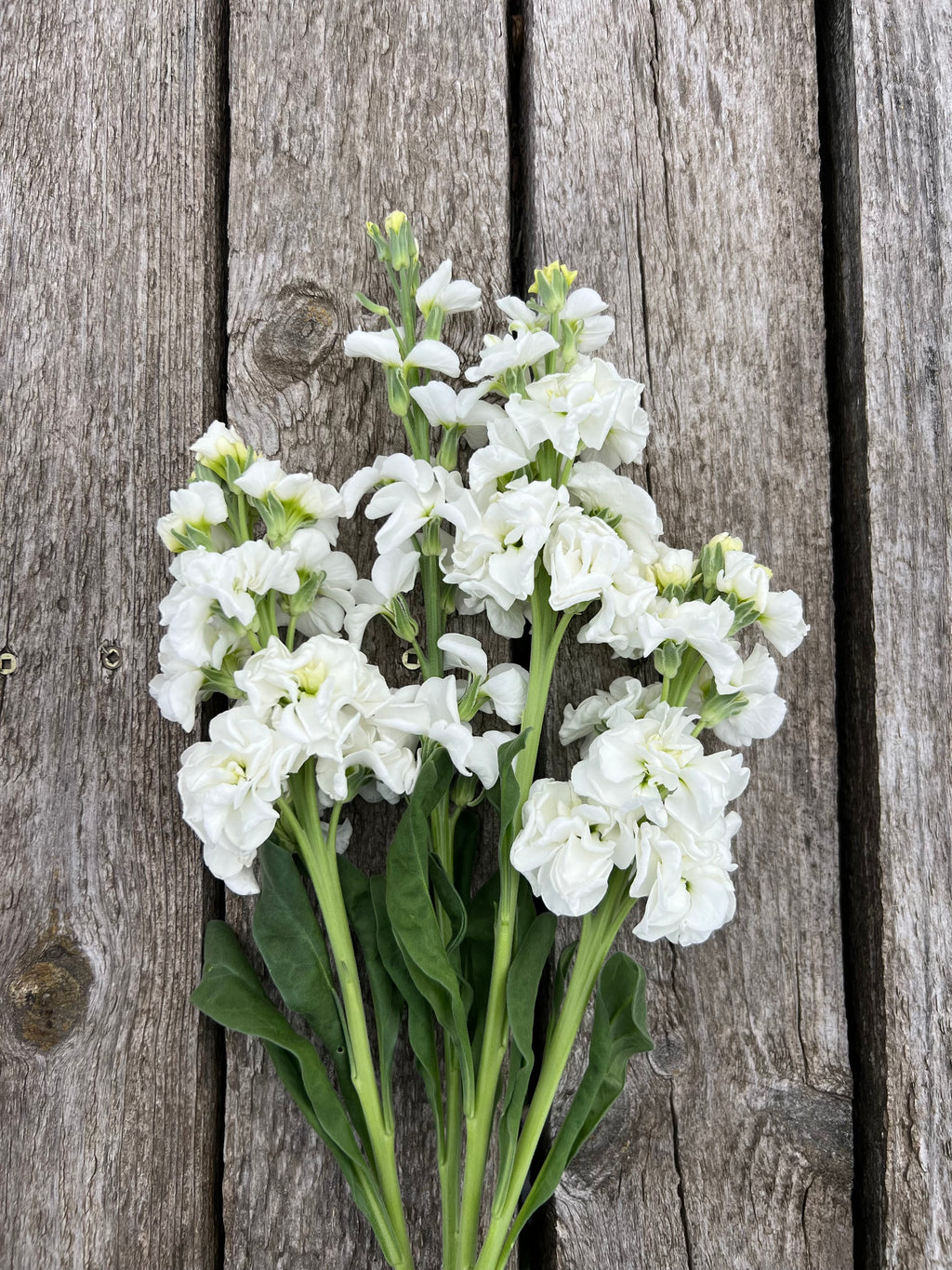 Stock - Iron White