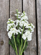 Stock - Iron White