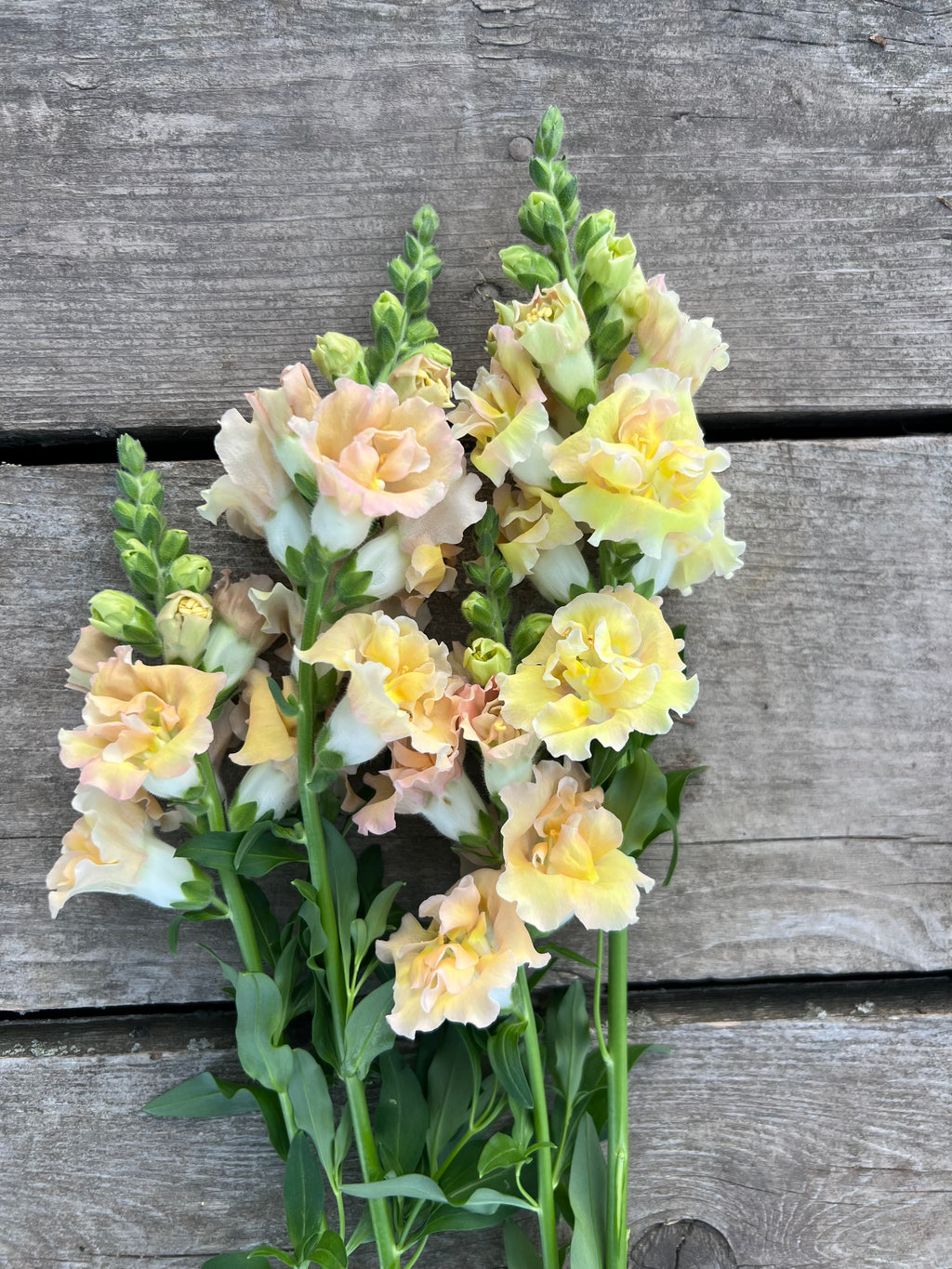 Snapdragon - Snapstar Champagne