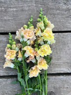 Snapdragon - Snapstar Champagne