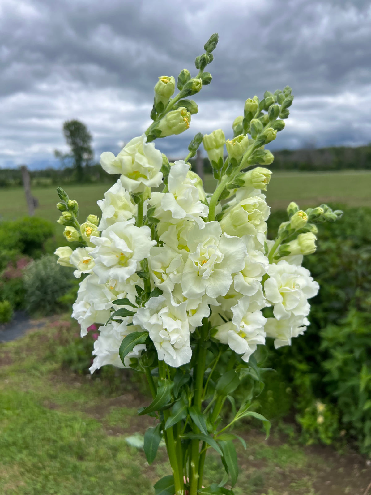 Snapdragon - Snapstar White
