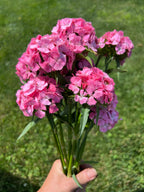 Dianthus - Sweet Pink