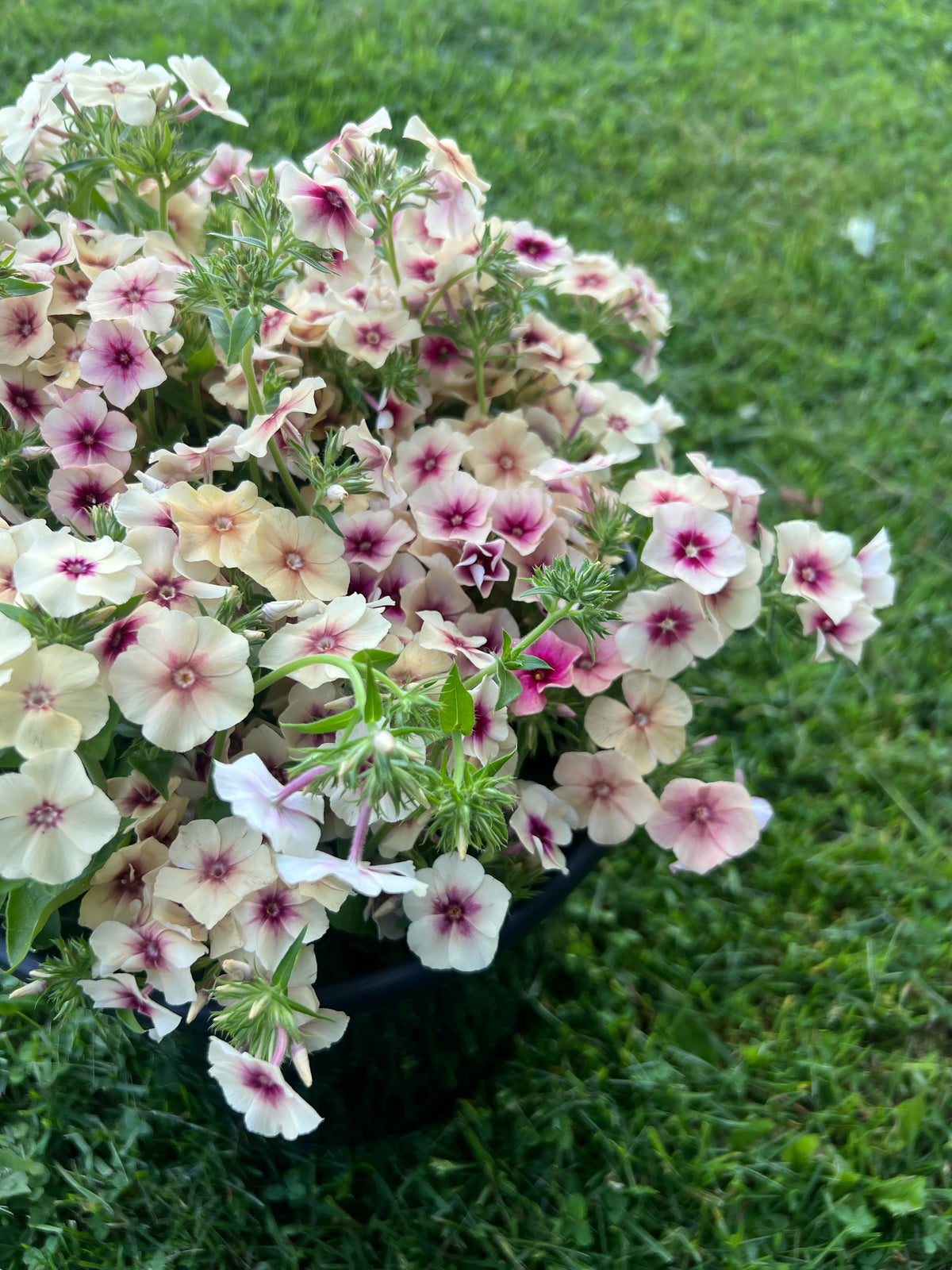 Phlox - Cherry Caramel