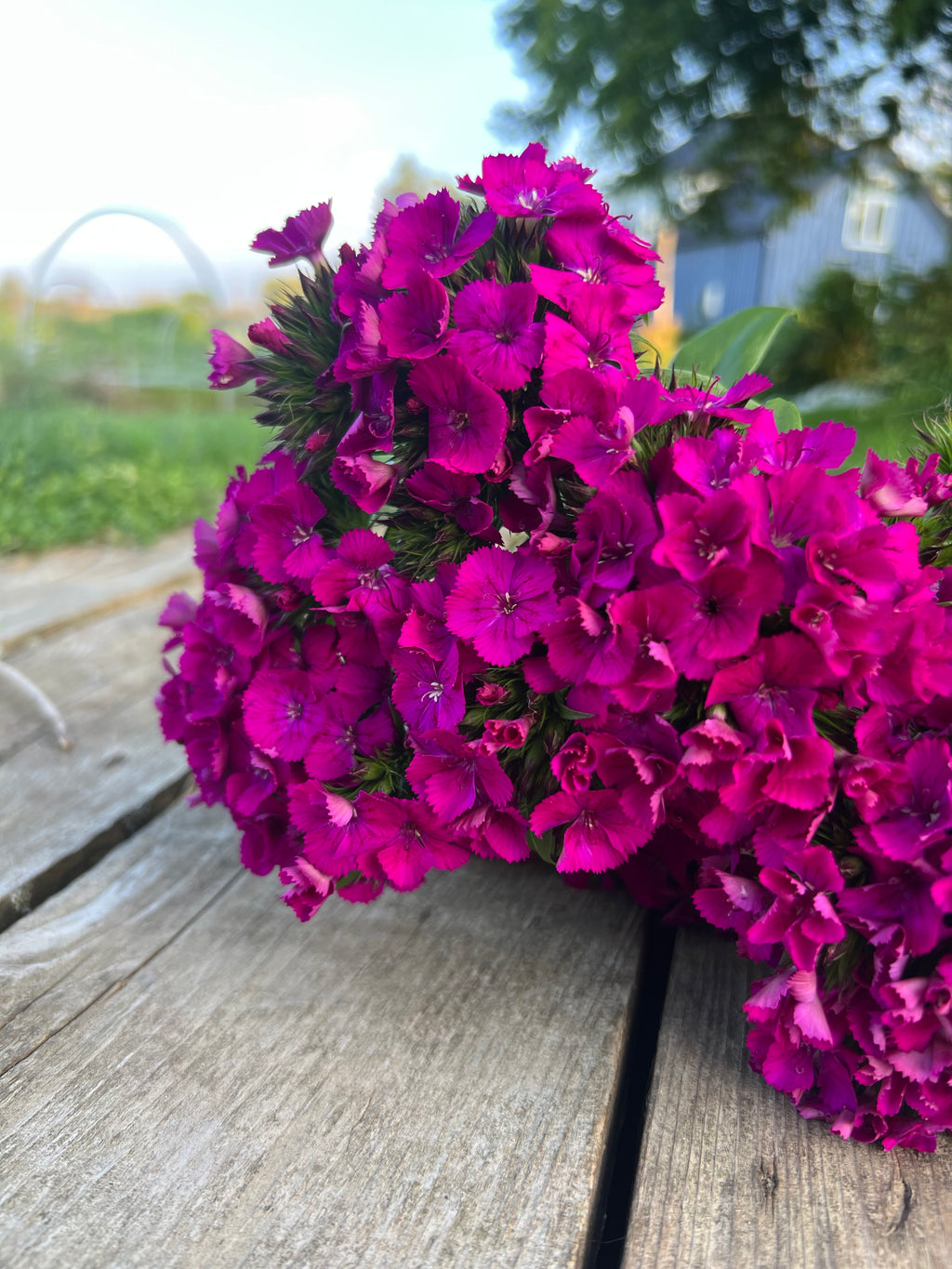 Dianthus - Amazon™ Neon Purple