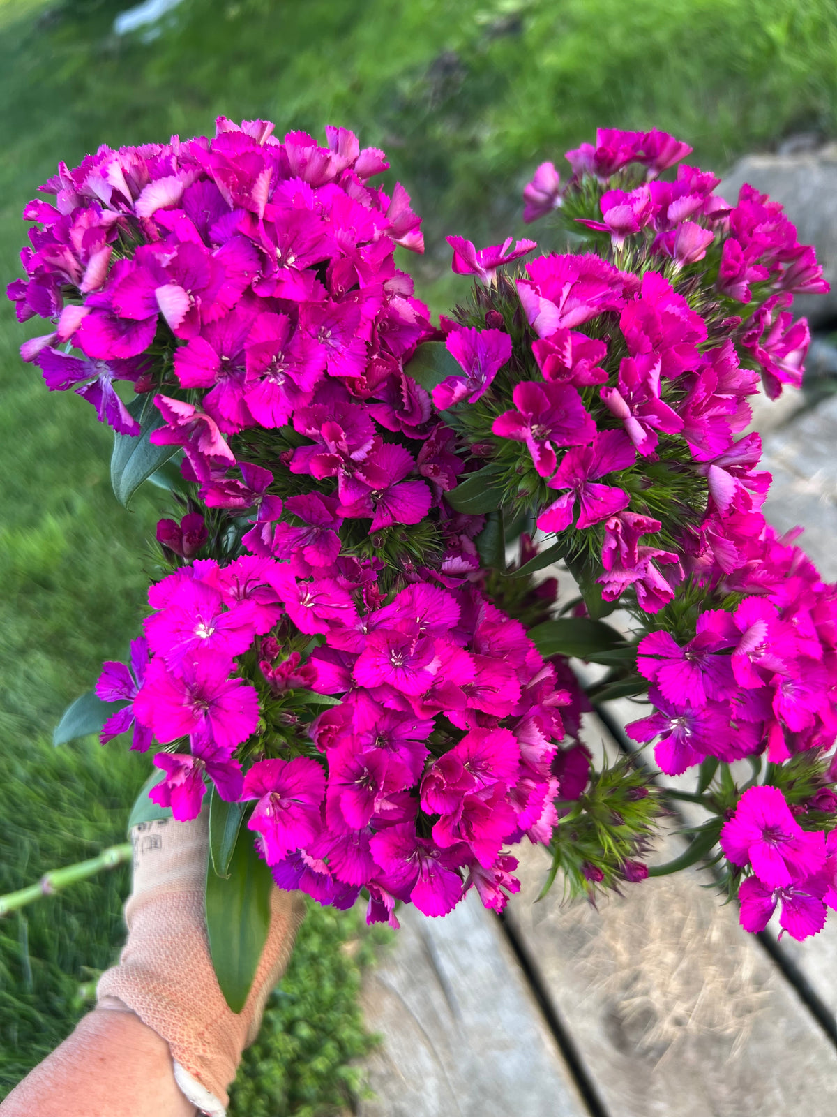 Dianthus - Amazon™ Neon Purple