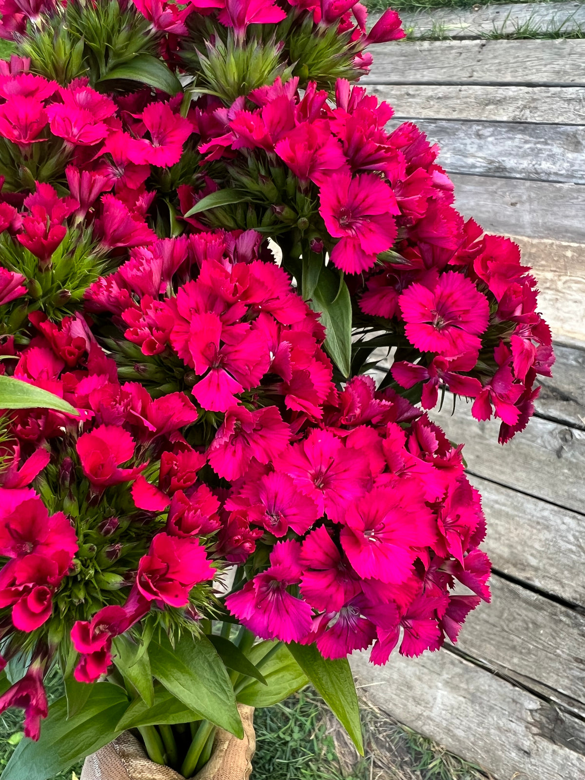 Dianthus - Amazon™ Neon Cherry