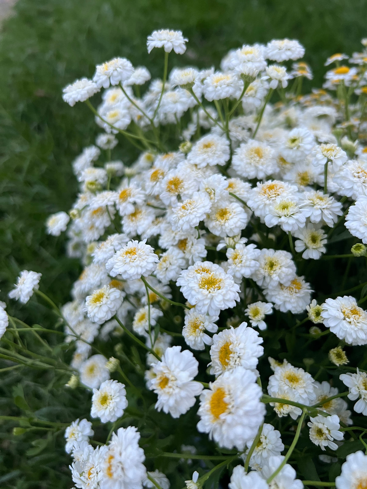 Feverfew - QIS® Tetra White Wonder