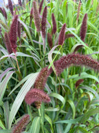 Millet - Red Jewel