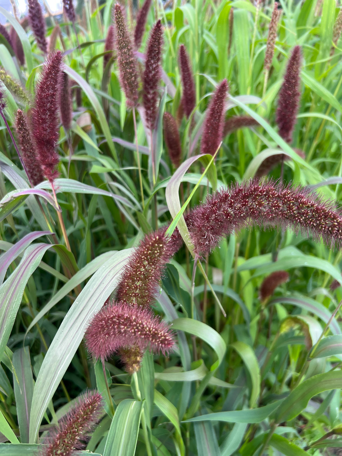 Millet - Red Jewel