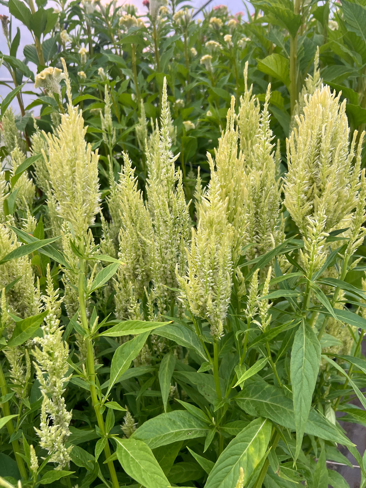 Celosia - Sunday Green