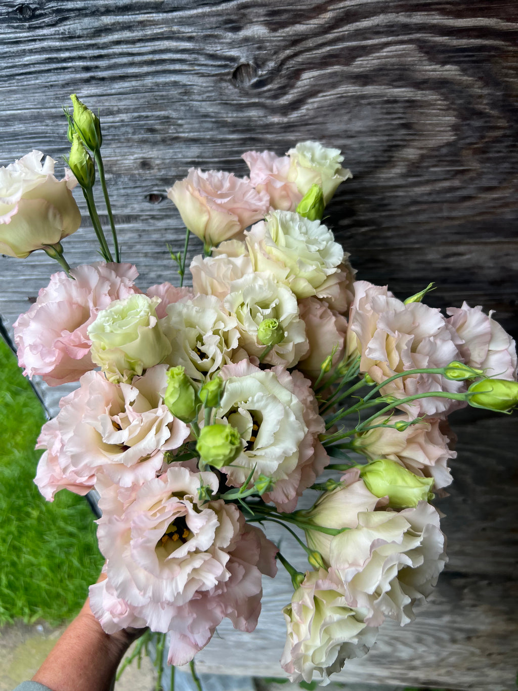 Lisianthus - Celeb I Beige Neo