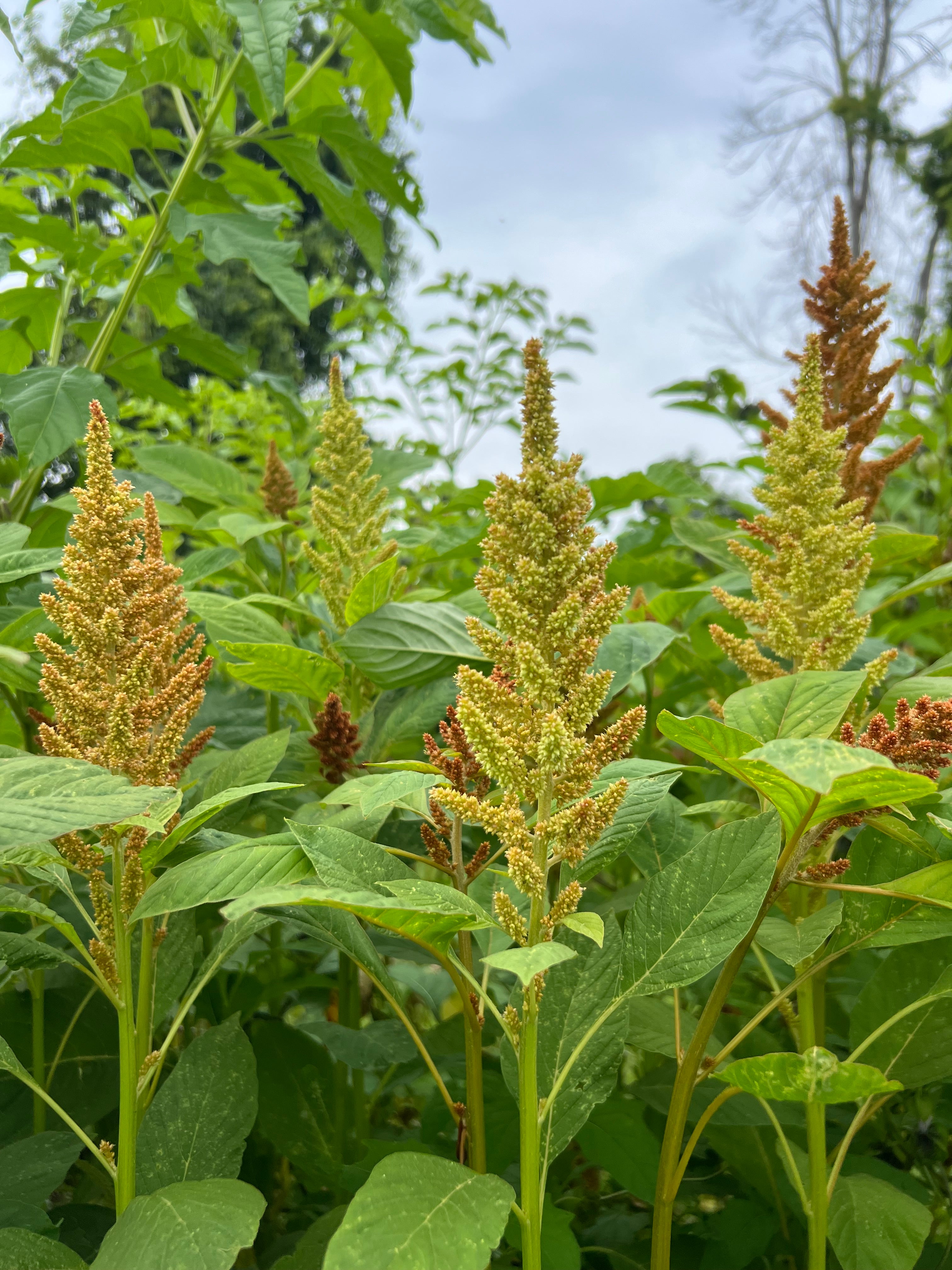 Amaranthus - Autumn's Touch