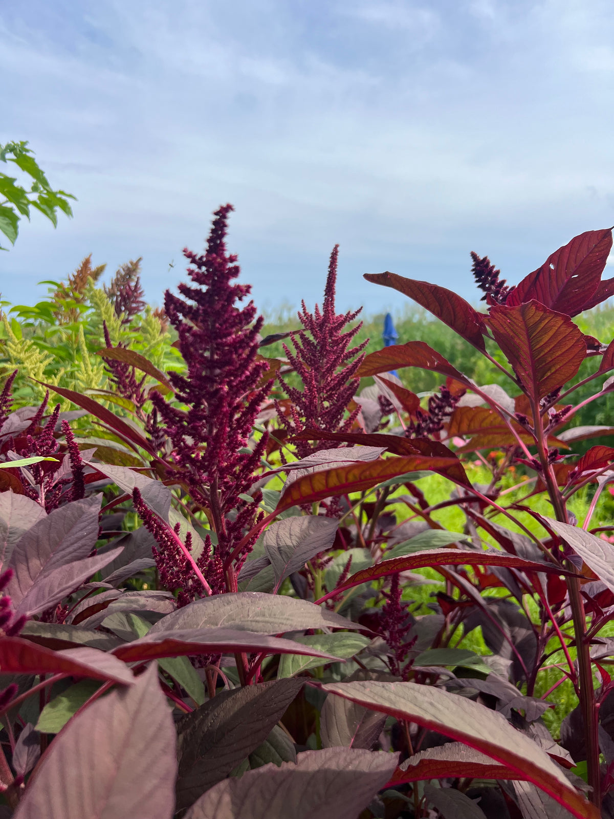 Amaranthus - Velvet Curtains