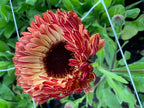 Calendula - Touch of Red Buff