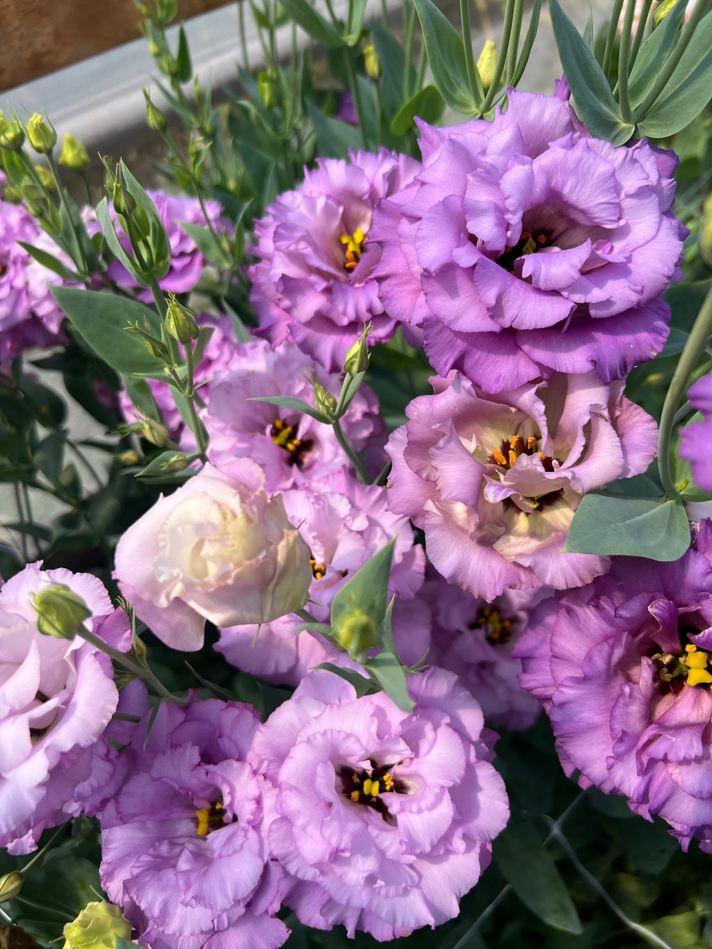 Lisianthus - Celeb II Grape