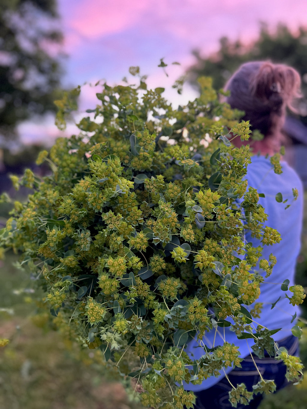 Bupleurum - Griffithi