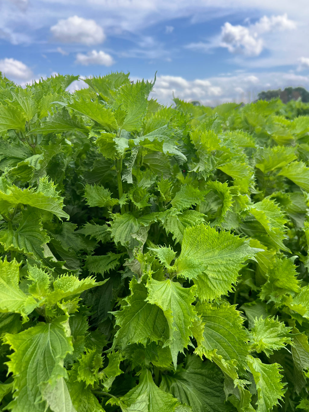 Perilla - Green