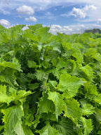 Perilla - Green