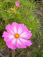 Cosmos - Pink Picotee