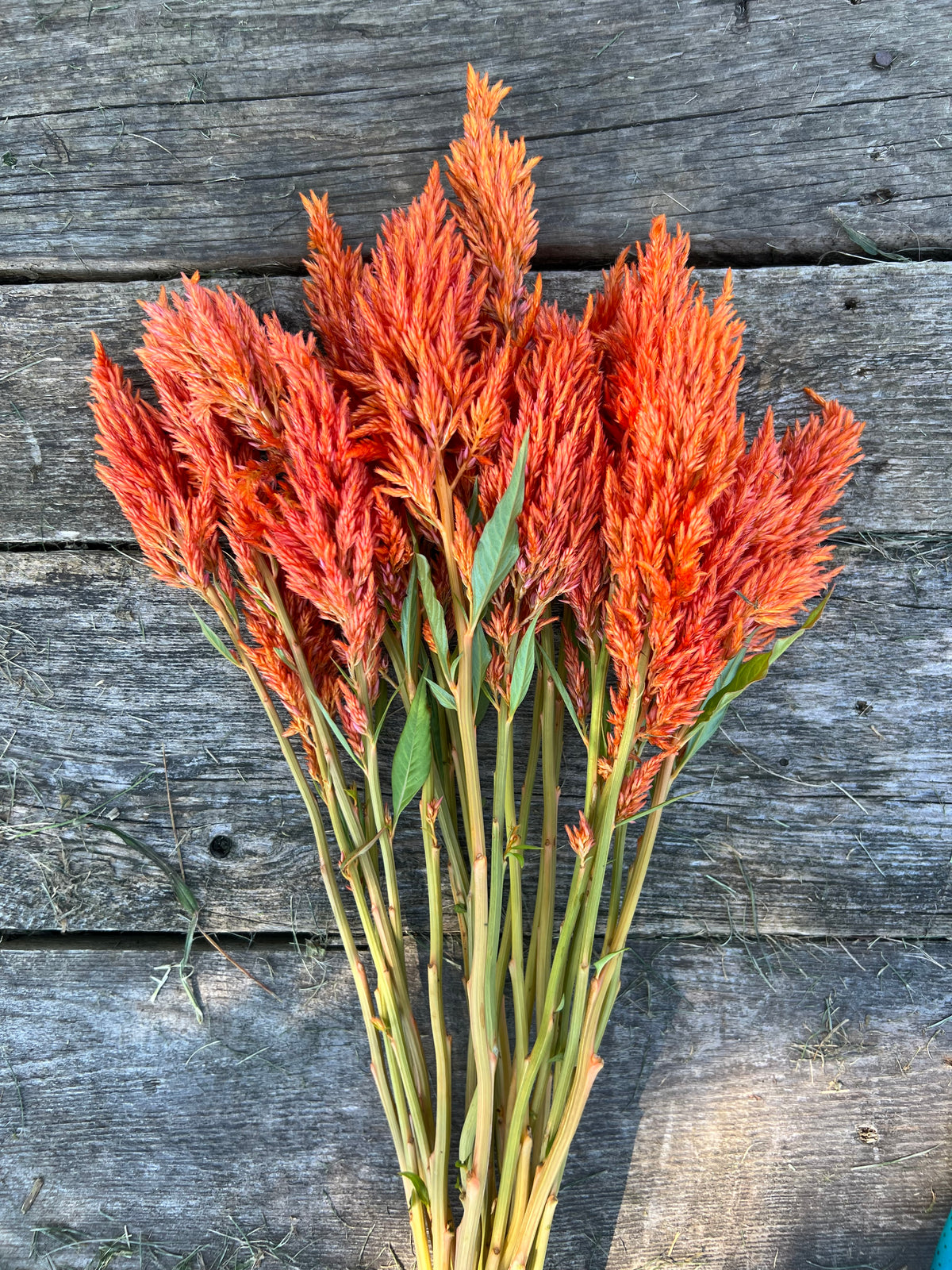 Celosia - Sunday Orange