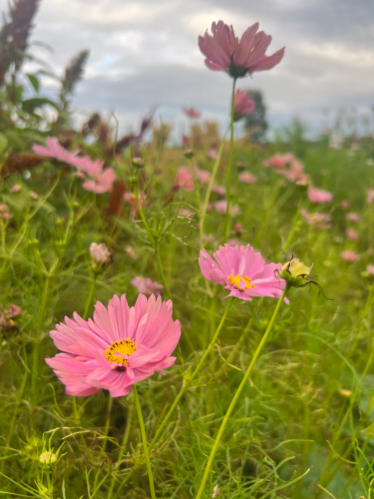 Cosmos - Apricotta