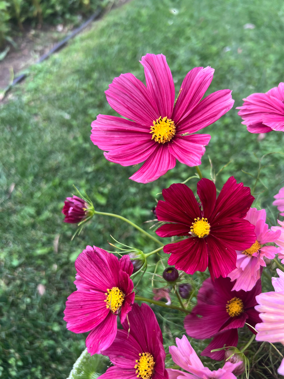 Cosmos - Rubenza