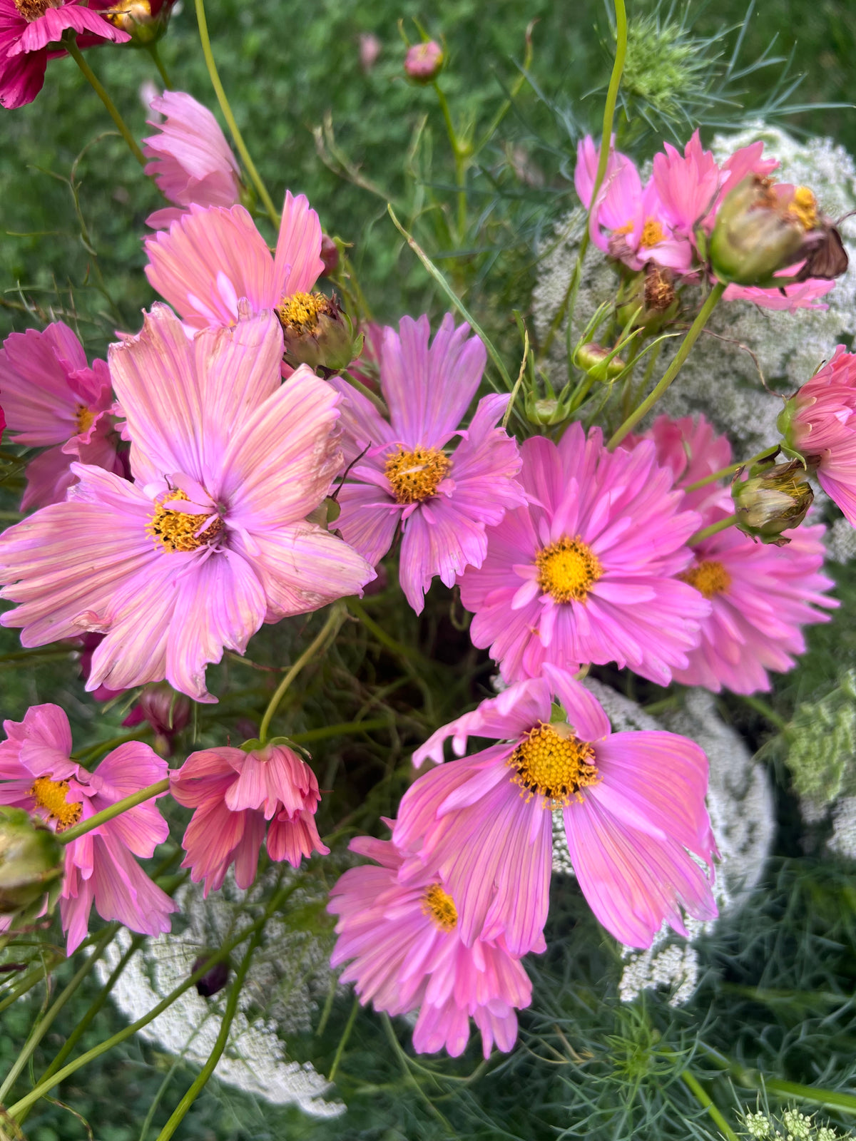 Cosmos - Apricotta