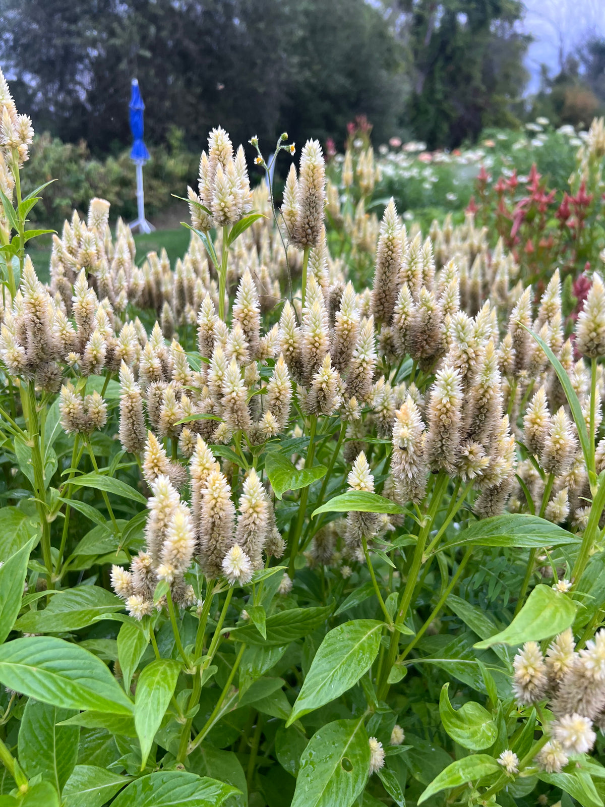 Celosia - Celway™ White