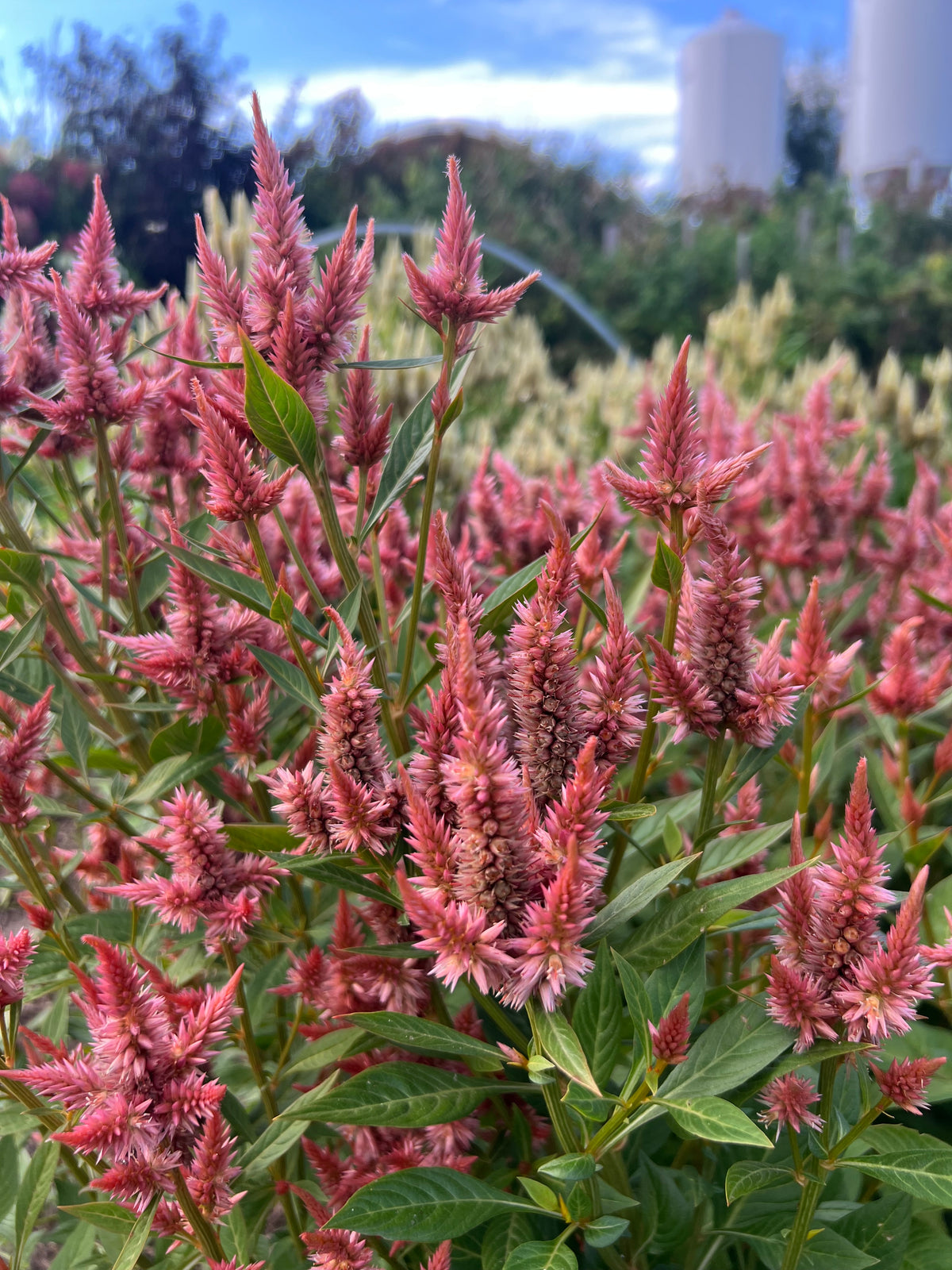 Celosia - Celway™ Terracotta