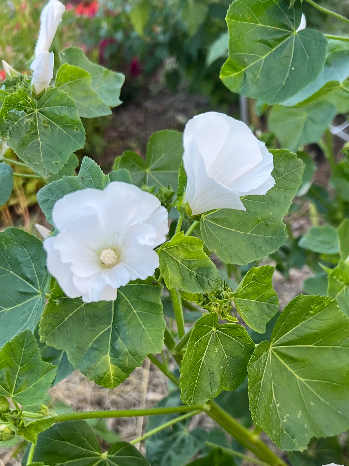 Lavatera - Mont Blanc