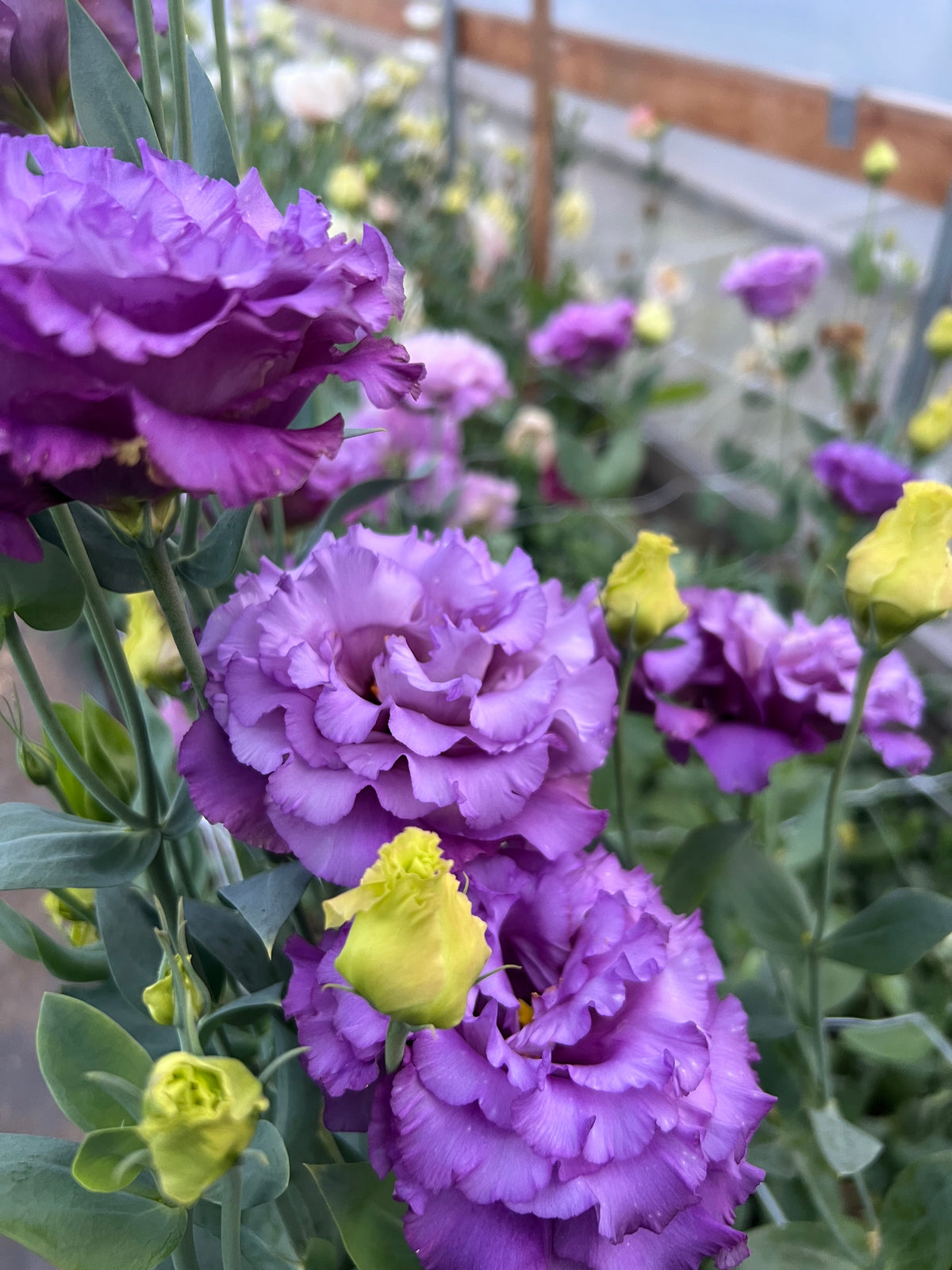 Lisianthus - Celeb II Metallic Blue