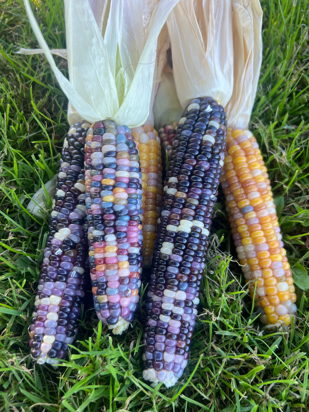 Ornamental Corn - Glass Gem