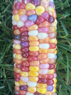 Ornamental Corn - Glass Gem