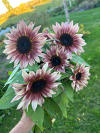 Sunflower - ProCut Plum